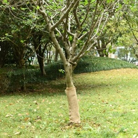 Jute Roll 0.5x50 m 100% Jute 200 gsm