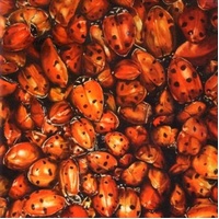 Tonights - Tonights Cd Album