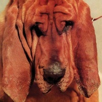 Goodbye Bread - Segall, Ty Cd Album