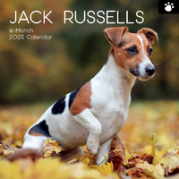 Jack Russells - 2025 Square Wall Calendar Dogs Pets Animals 16 Months Planner