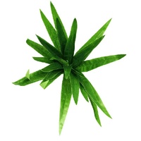 Aloe Vera Stem 30cm