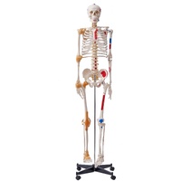 VEVOR Human Skeleton Model for Anatomy, 182 cm Life Size, Accurate PVC Anatomy Skeleton Model with Ligaments, Movable Arms, Legs & Jaw, with Muscle Or