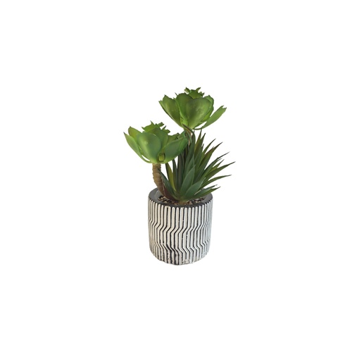 Modern Pot Succulent Plant